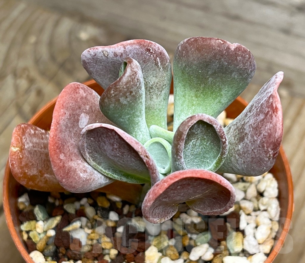 SHPR15083 Kalanchoe thyrsiflora monstruosa - Image 2