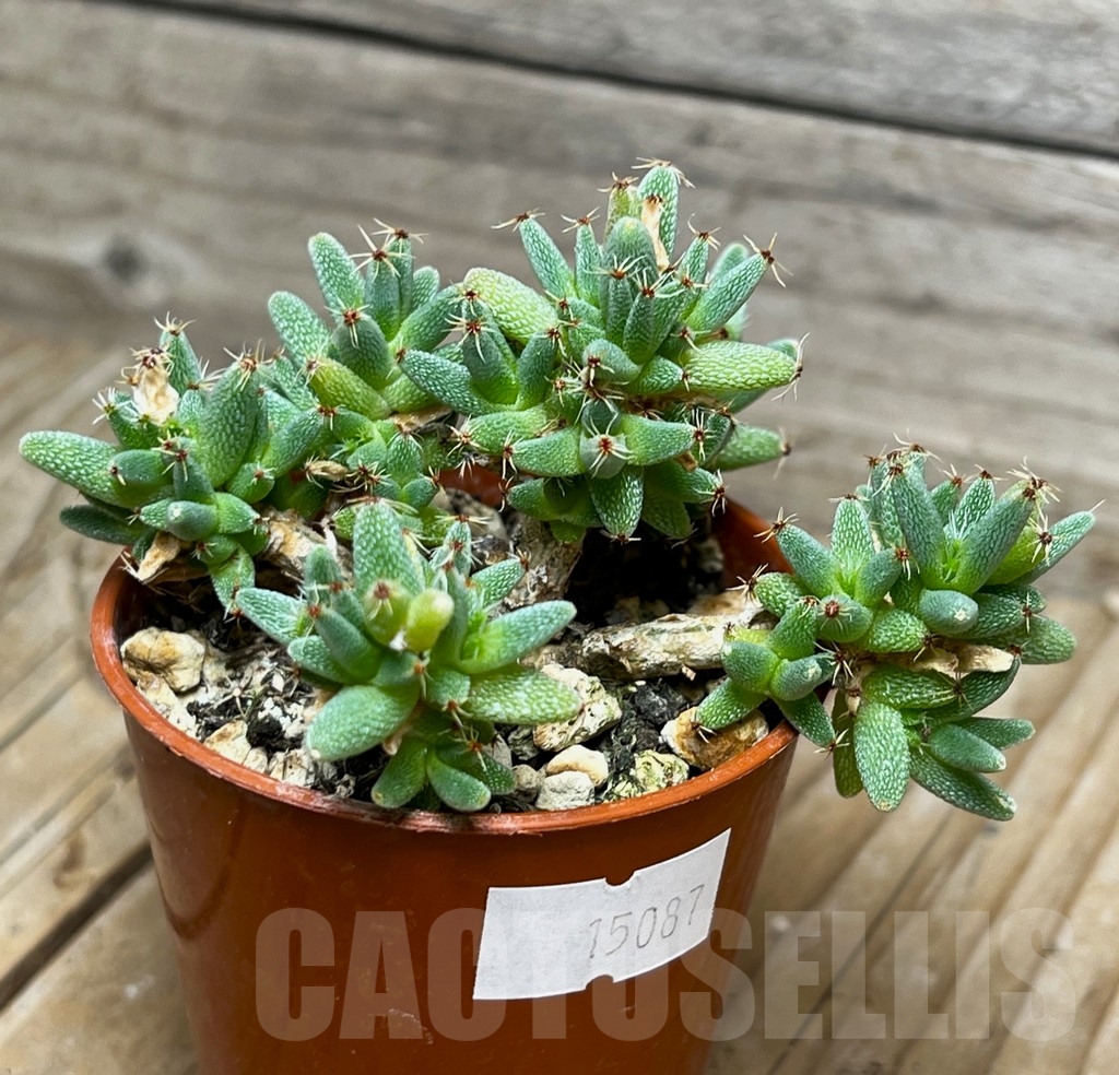 SHPR15087 Trichodiadema marlothii