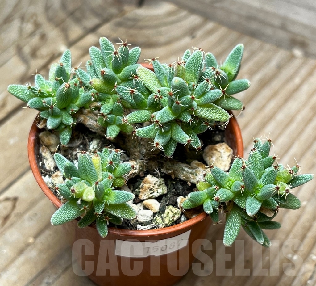 SHPR15087 Trichodiadema marlothii - Image 2