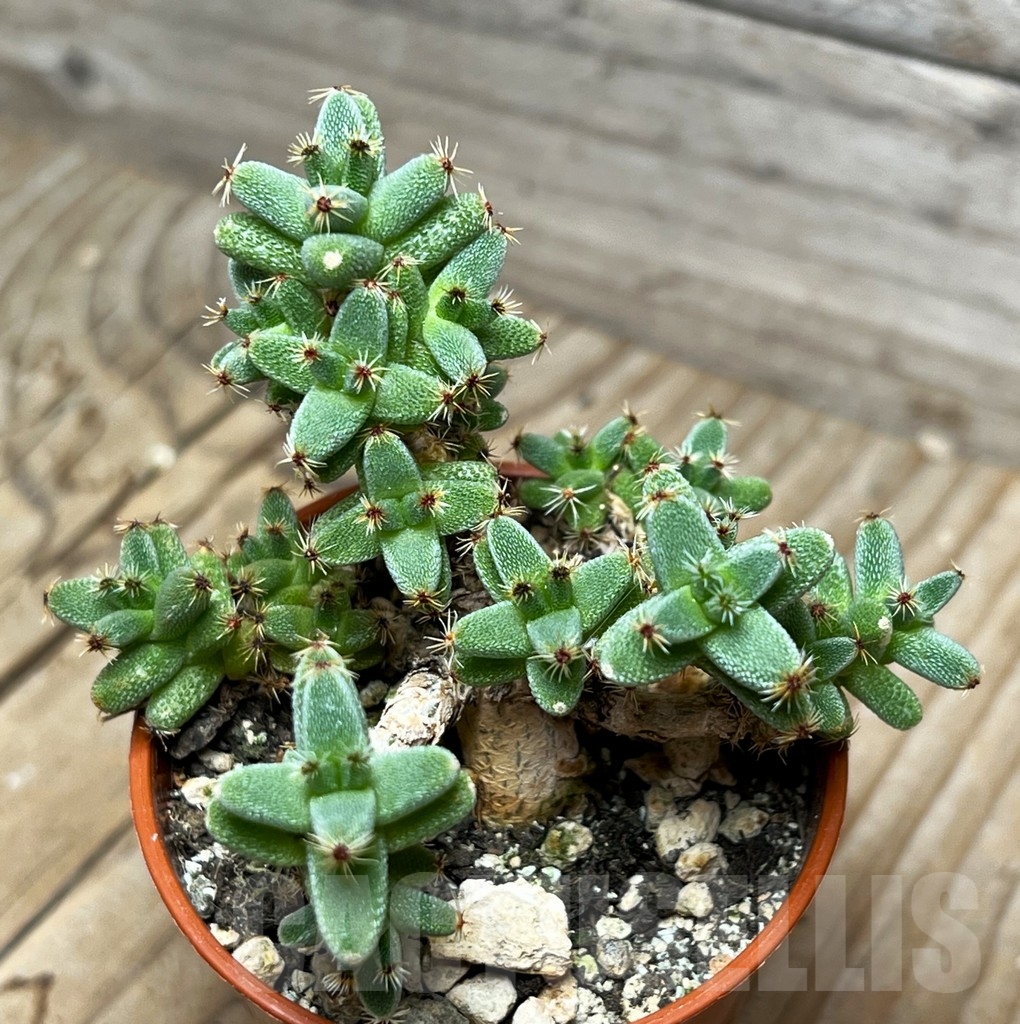 SHPR15088 Trichodiadema marlothii