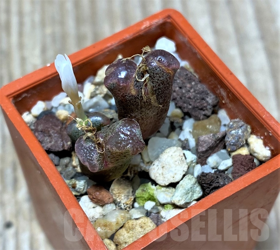 SHPR15030 Conophytum pellucidum - Obrázek 2