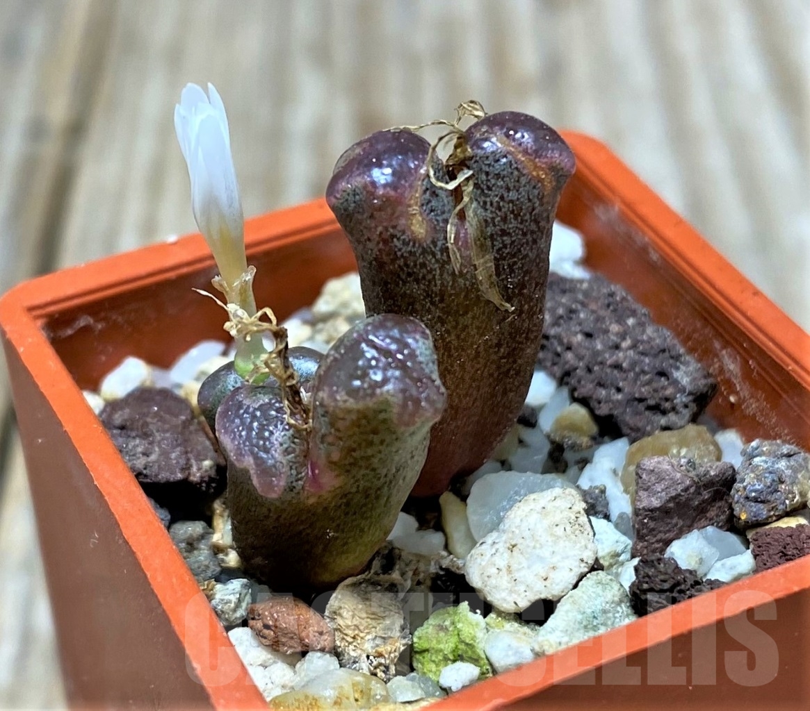 SHPR15030 Conophytum pellucidum