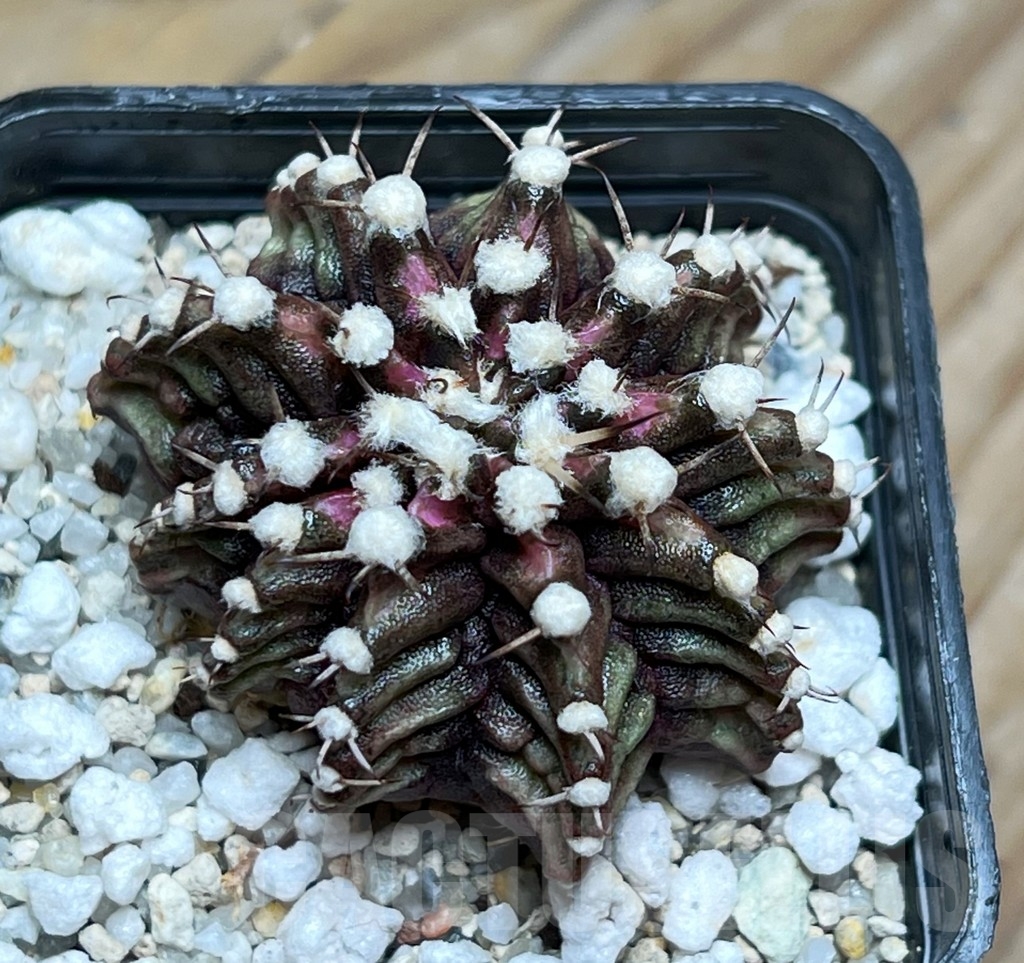SHPR15089 Gymnocalycium mihanovichii 'T-Rex'