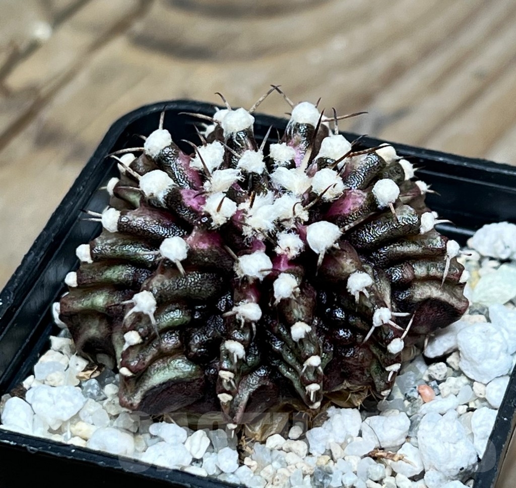 SHPR15089 Gymnocalycium mihanovichii 'T-Rex' - Image 2