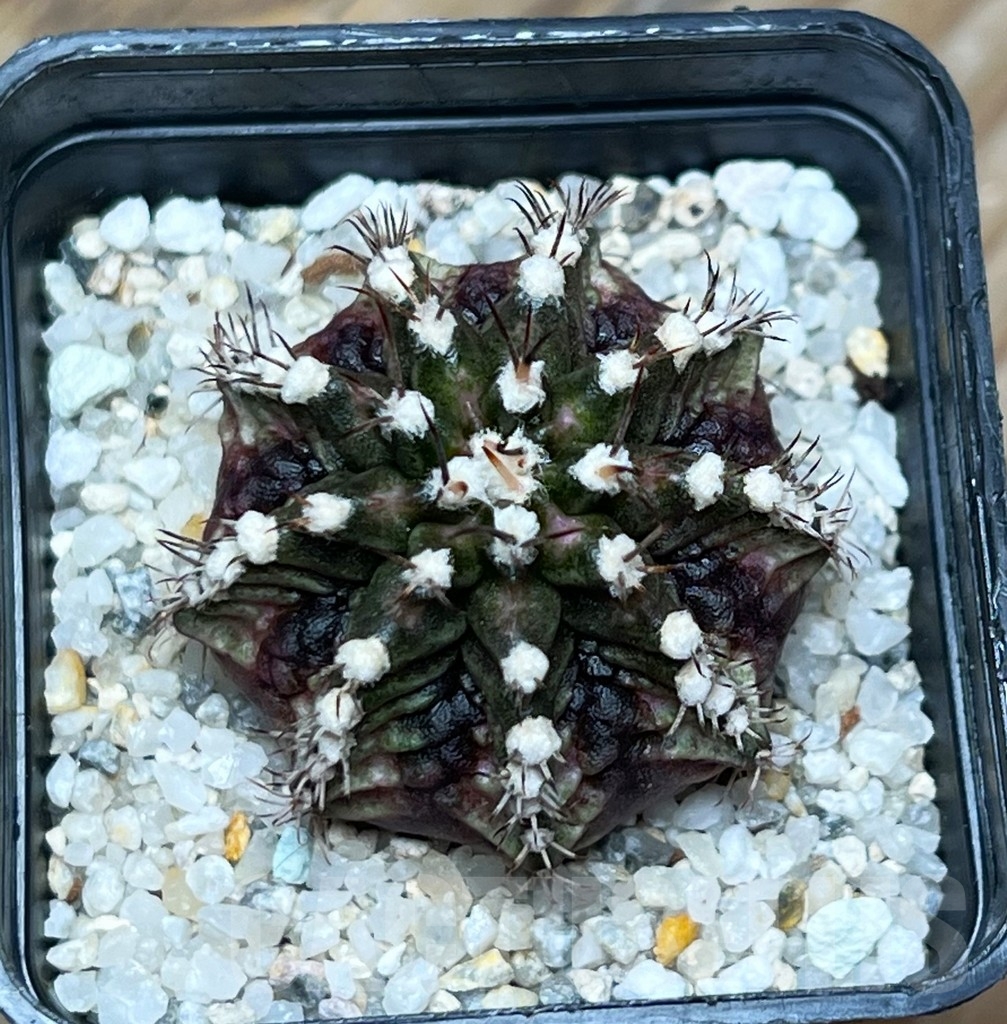 SHPR15090 Gymnocalycium mihanovichii 'T-Rex'