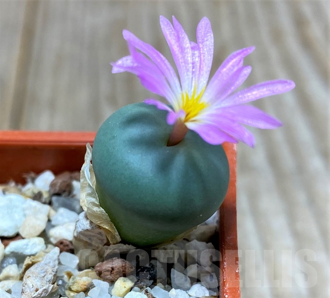 SHPR15032 Conophytum minutum v. pearsonii – Bild 2