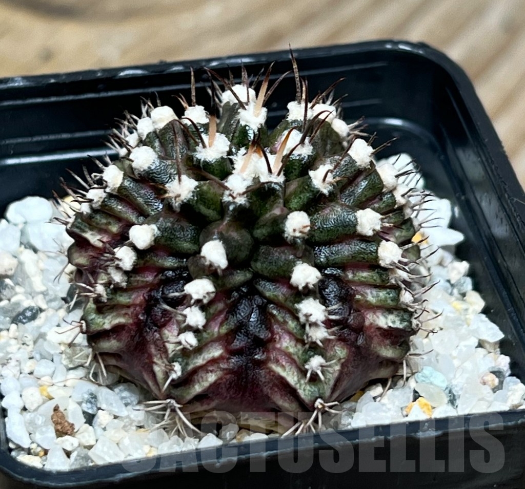 SHPR15090 Gymnocalycium mihanovichii 'T-Rex' - immagine 2