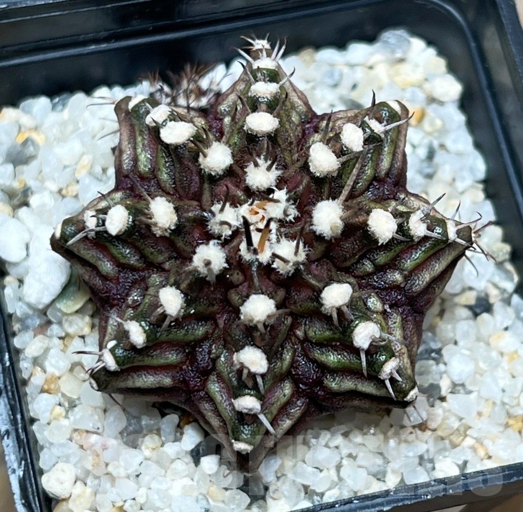 SHPR15091 Gymnocalycium mihanovichii 'T-Rex'