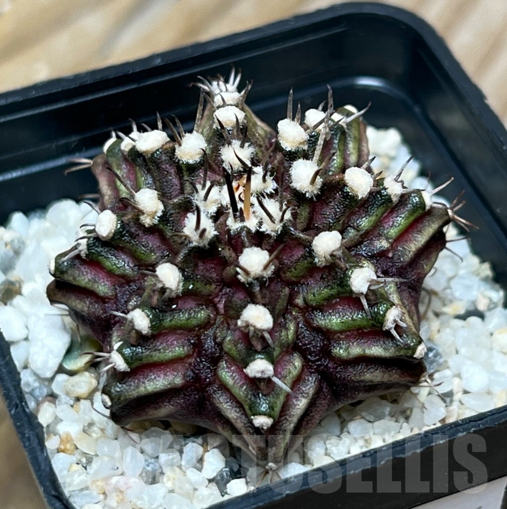 SHPR15091 Gymnocalycium mihanovichii 'T-Rex' - Image 2