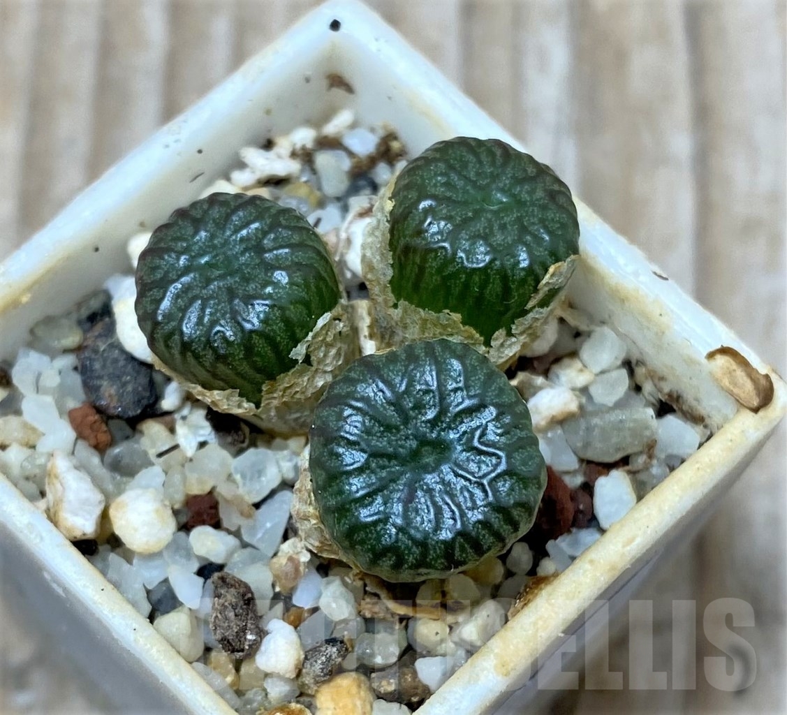 SHPR15036 Conophytum ectypum -Notbert-