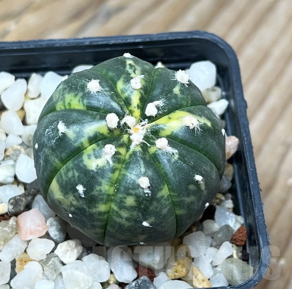 SHPR15093 Astrophytum asterias