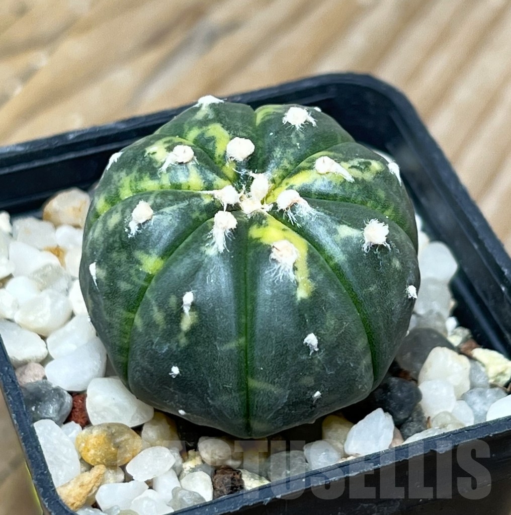 SHPR15093 Astrophytum asterias - Obrázek 2