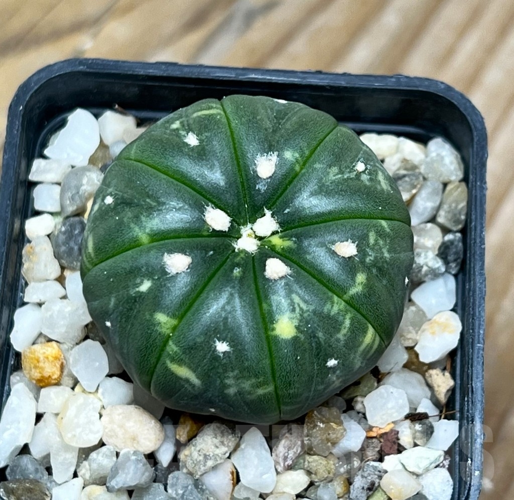 SHPR15094 Astrophytum asterias