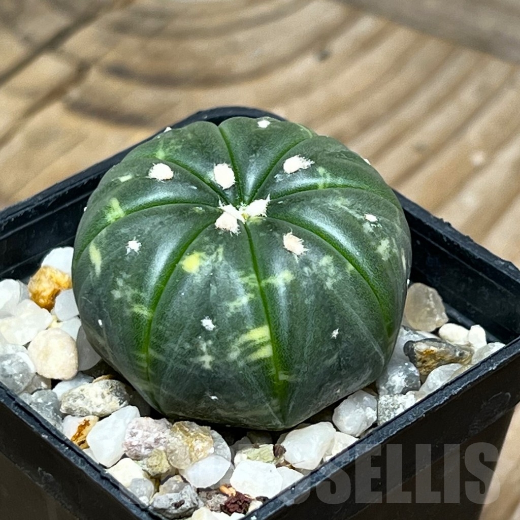 SHPR15094 Astrophytum asterias - Image 2