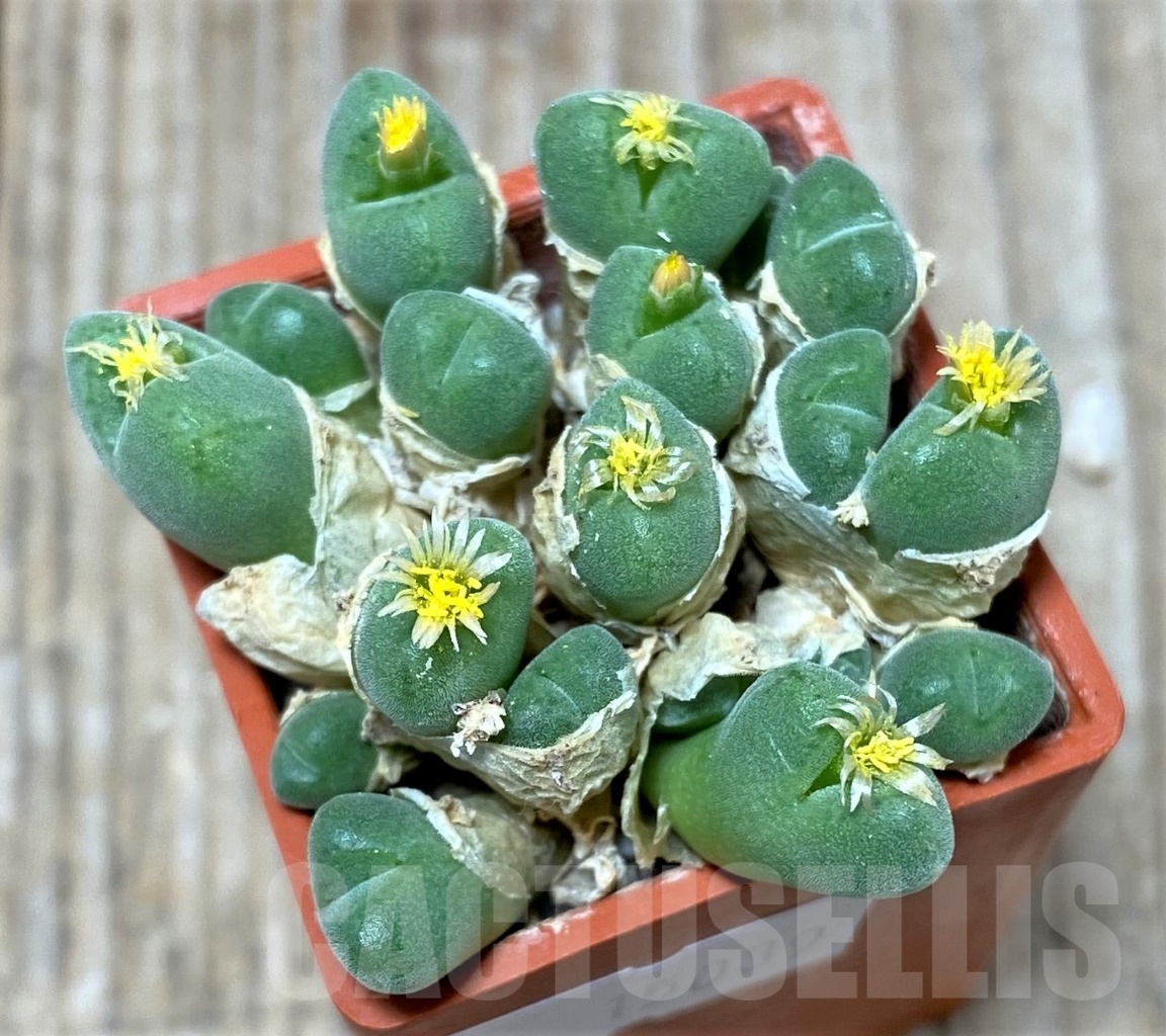 SHPR15039 Conophytum hians