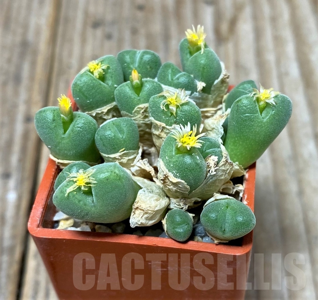 SHPR15039 Conophytum hians - Image 2