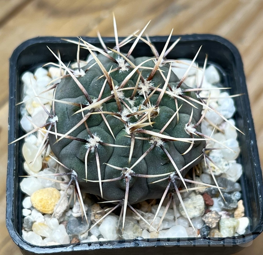 SHPR15096 Gymnocalycium ochoterenae GN 101-253