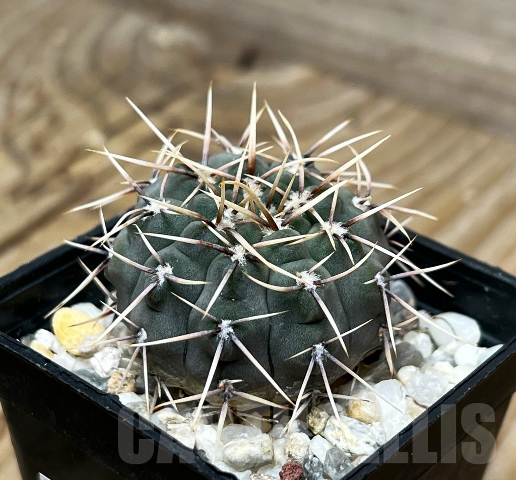 SHPR15096 Gymnocalycium ochoterenae GN 101-253 - Image 2