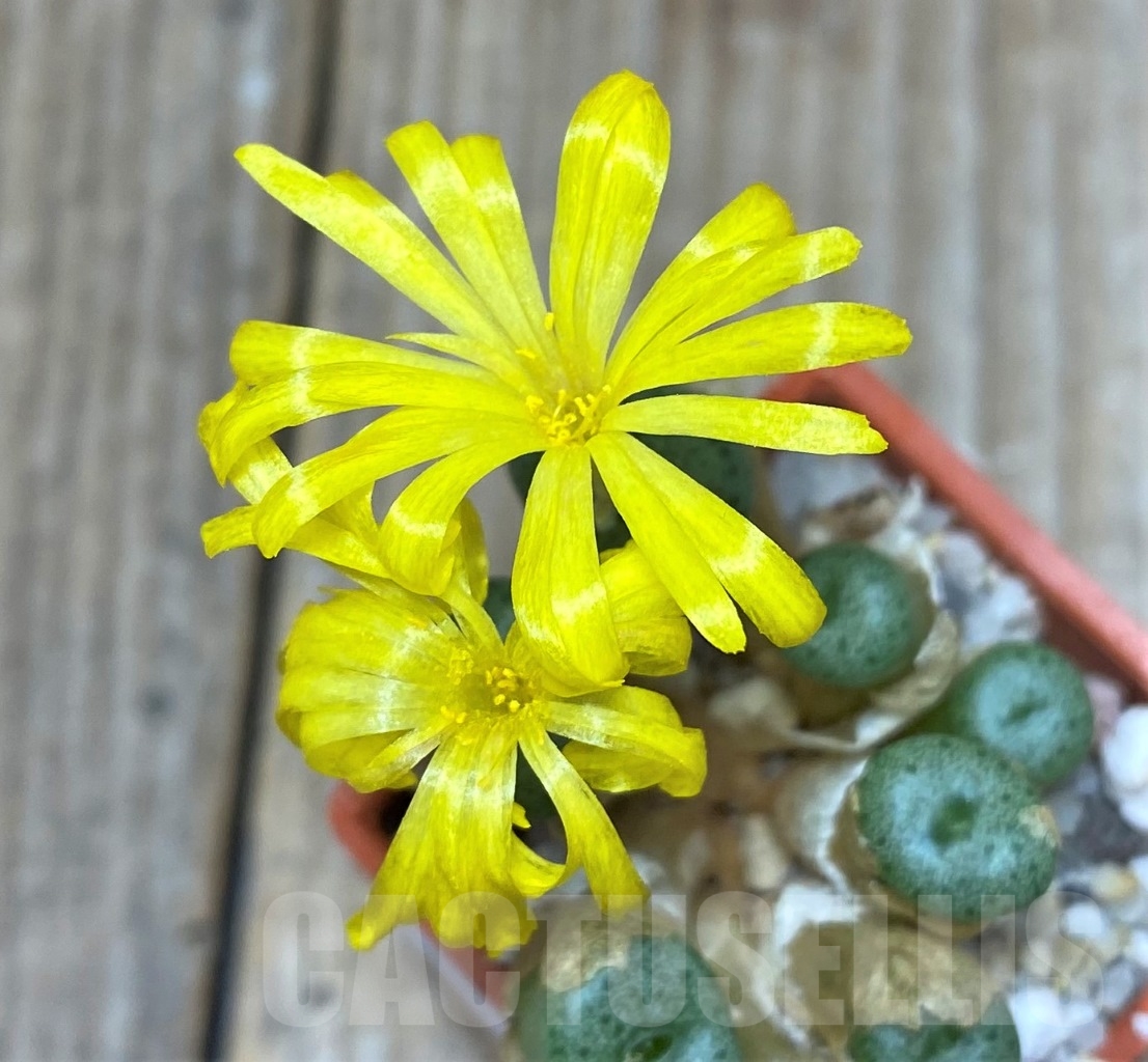 SHPR15043 Conophytum auriflorum ssp. turbiniforme -Spektakel Pass-