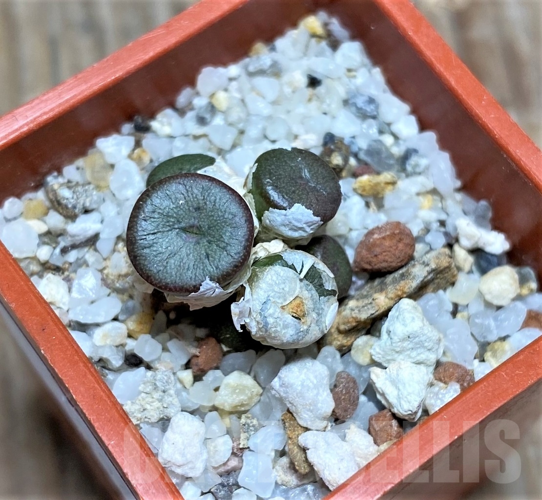 SHPR15045 Conophytum obscurum ssp. sponsaliorum LAV 30363 - Imagen 2