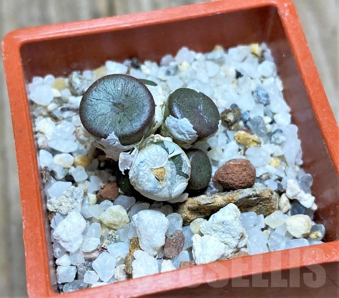 SHPR15045 Conophytum obscurum ssp. sponsaliorum LAV 30363