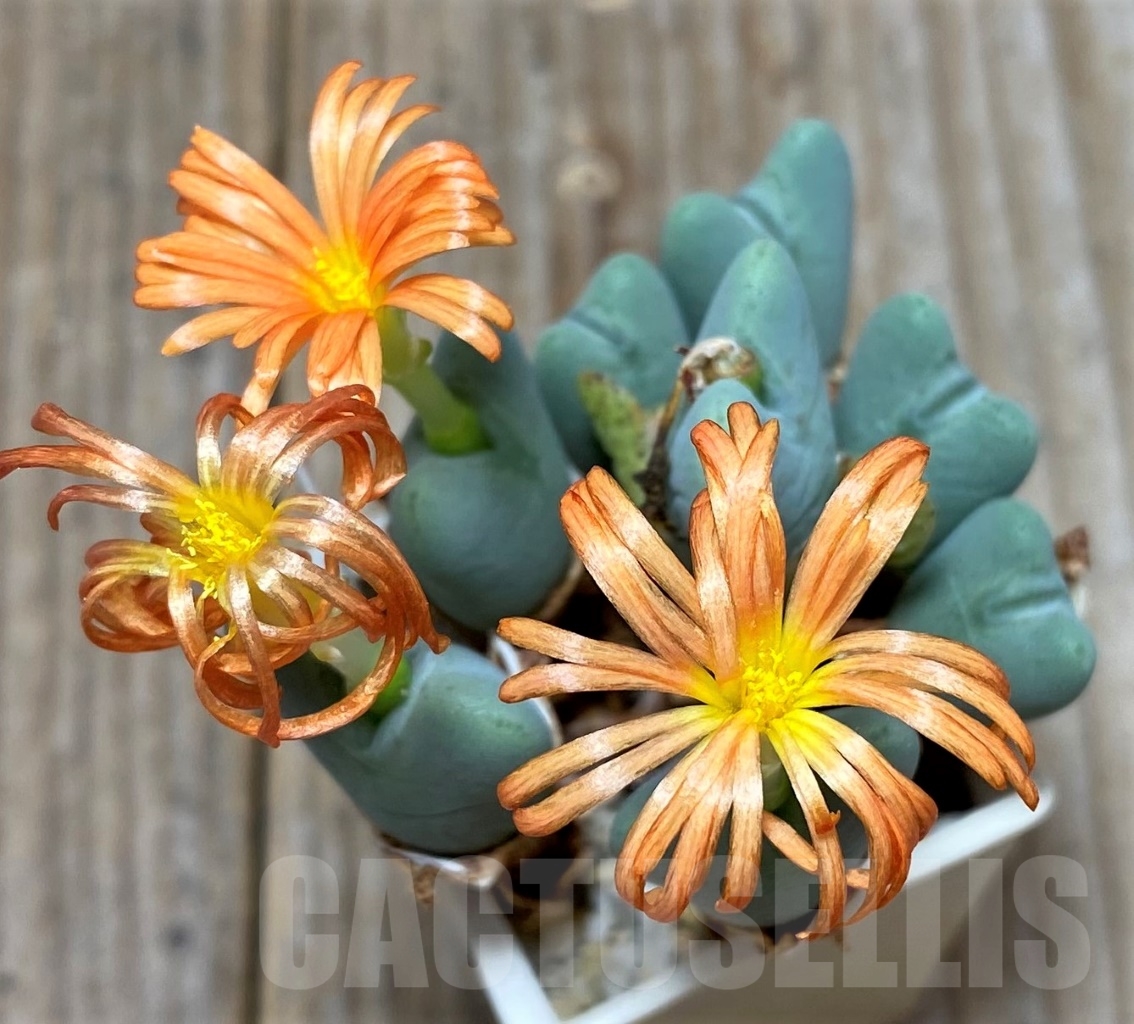 SHPR15046 Conophytum frutescens