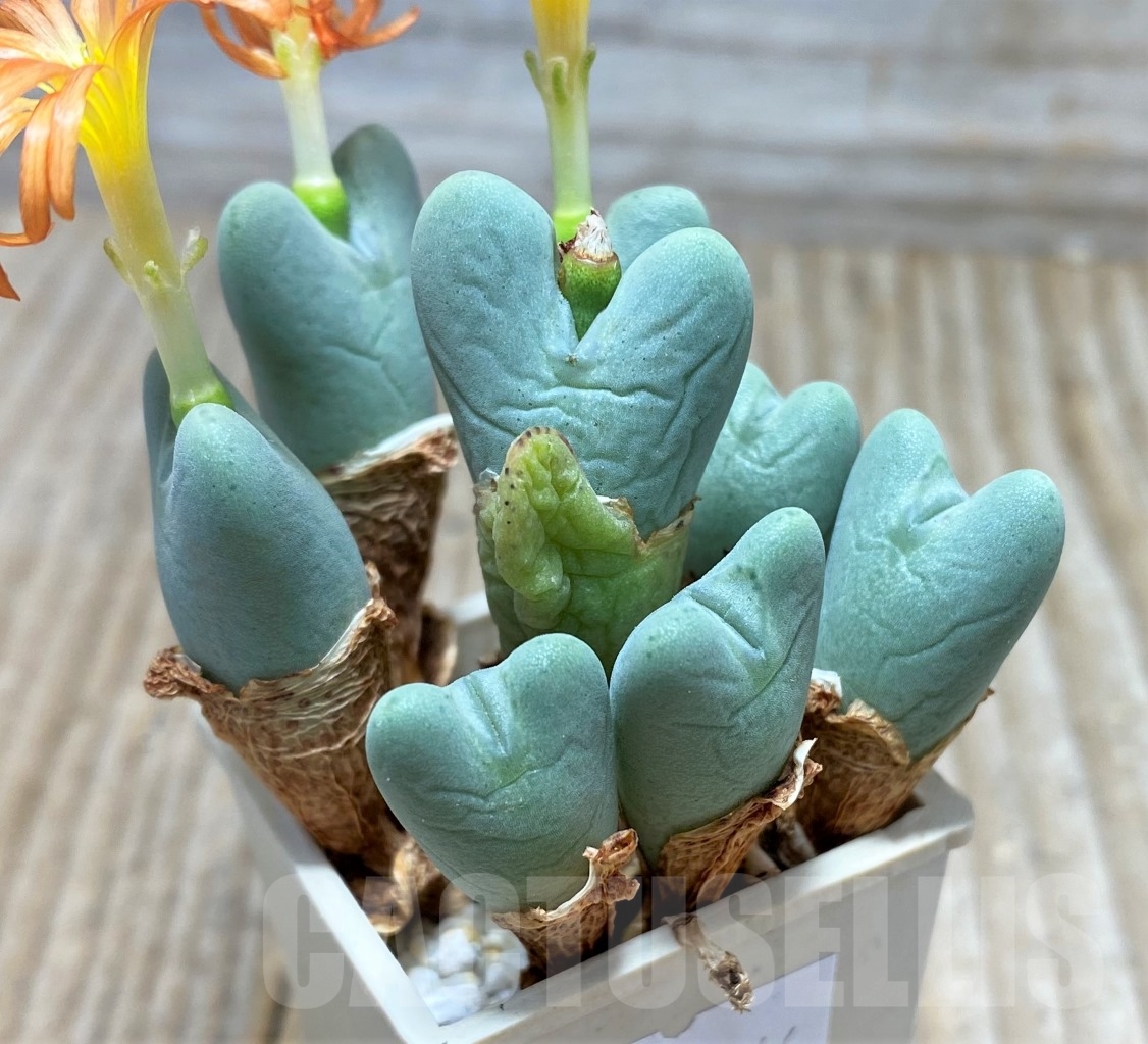 SHPR15046 Conophytum frutescens - Imagen 2