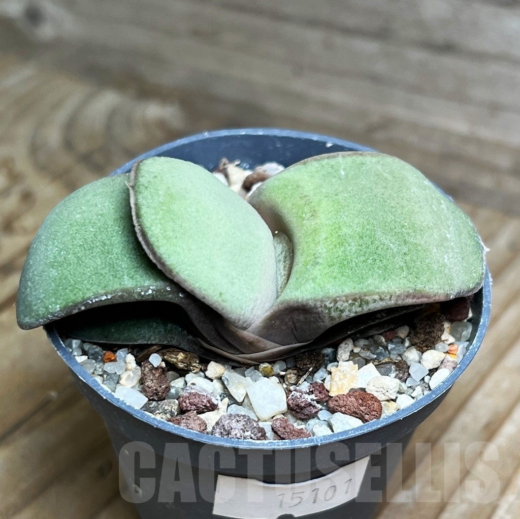 SHPR15101 Gasteria glomerata hybrid - Obrázek 2