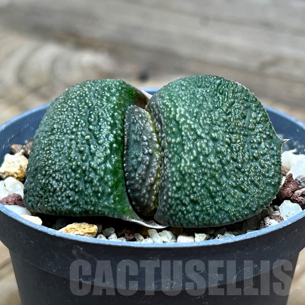 SHPR15102 Gasteria armstrongii