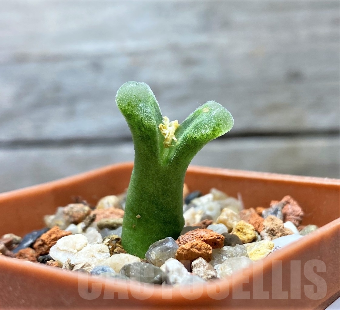 SHPR15049 Conophytum devium CR 1340 -Stiriferum-