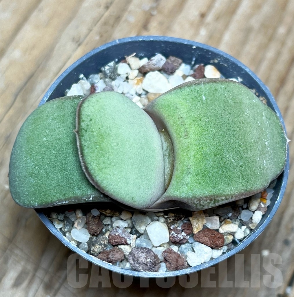 SHPR15101 Gasteria glomerata hybrid