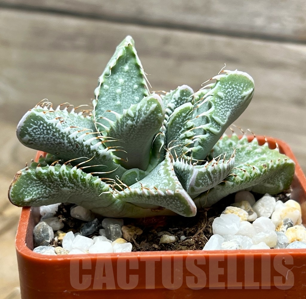SHPR15103 Faucaria hooleae x tuberculosa