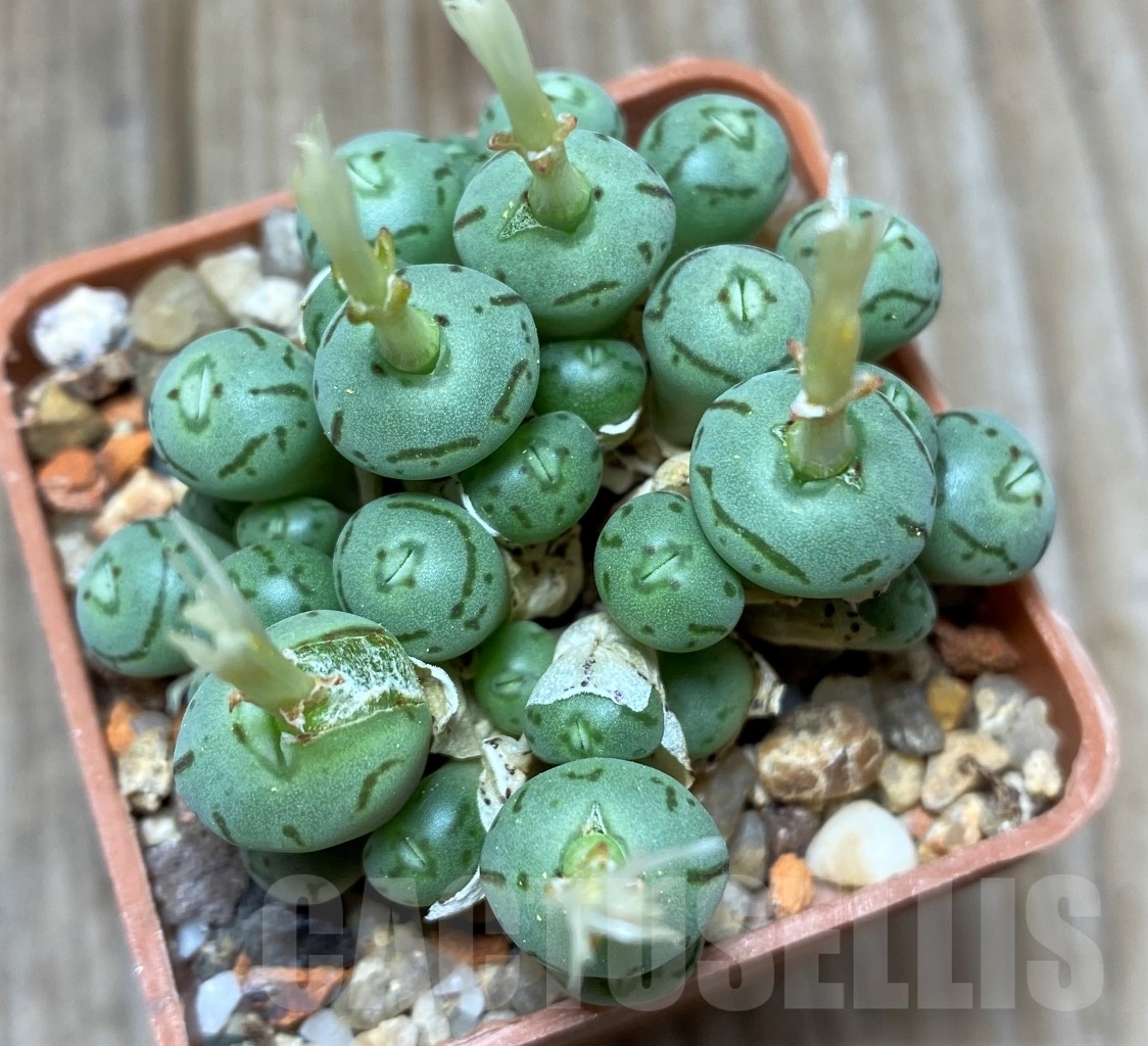 SHPR15051 Conophytum obcordellum 'Lambertense' - Imagen 2