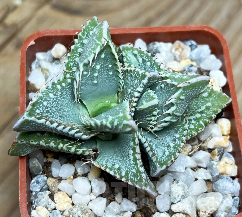 SHPR15103 Faucaria hooleae x tuberculosa - Image 2