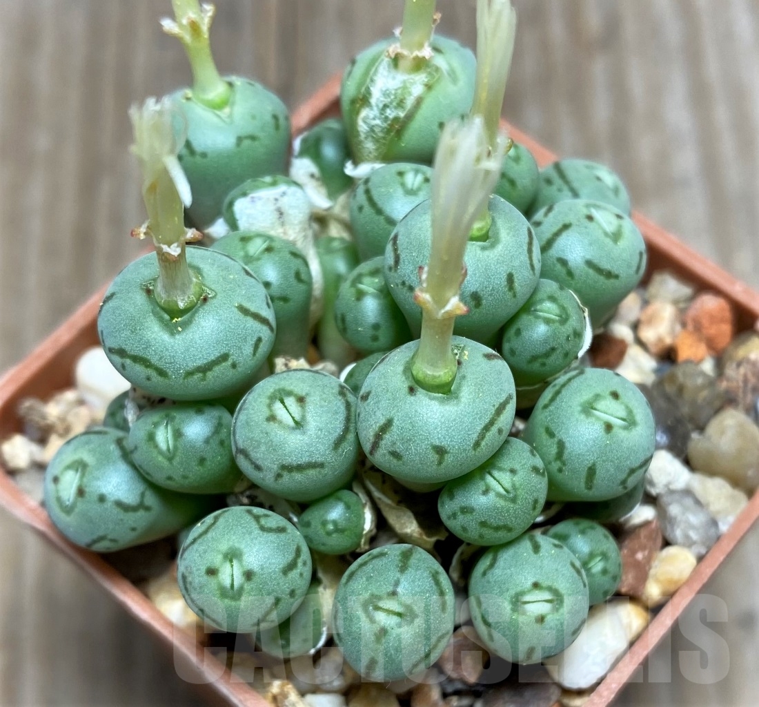 SHPR15051 Conophytum obcordellum 'Lambertense'