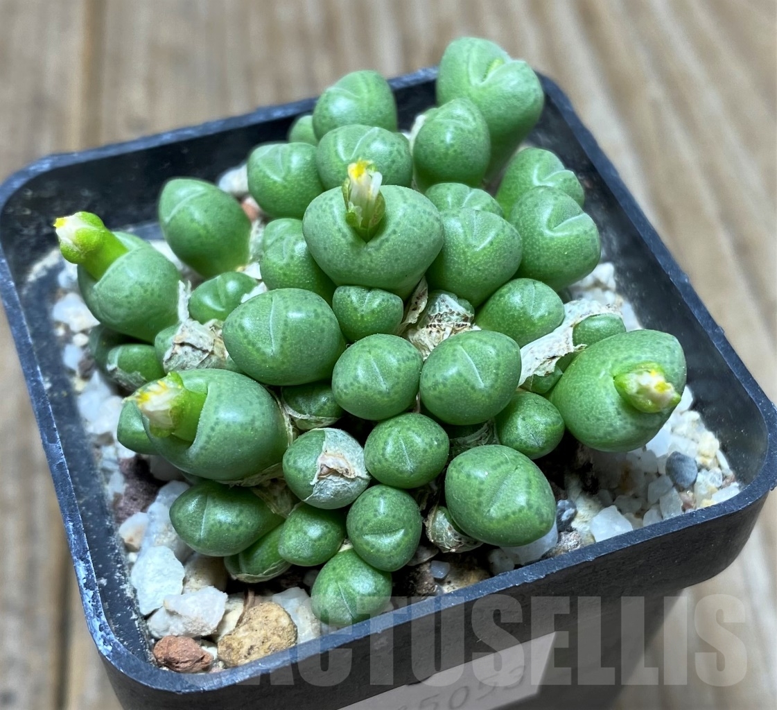 SHPR15053 Conophytum saxetanum 'Grassneri' SB 786 -Holgat- - Obrázek 2