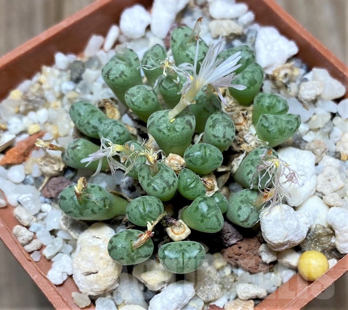 SHPR15055 Conophytum uviforme v. decoratum