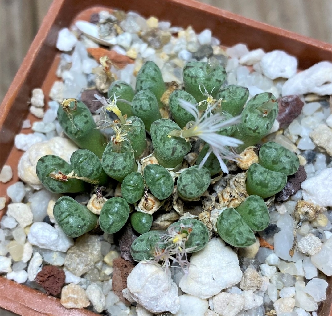 SHPR15055 Conophytum uviforme v. decoratum - Image 2