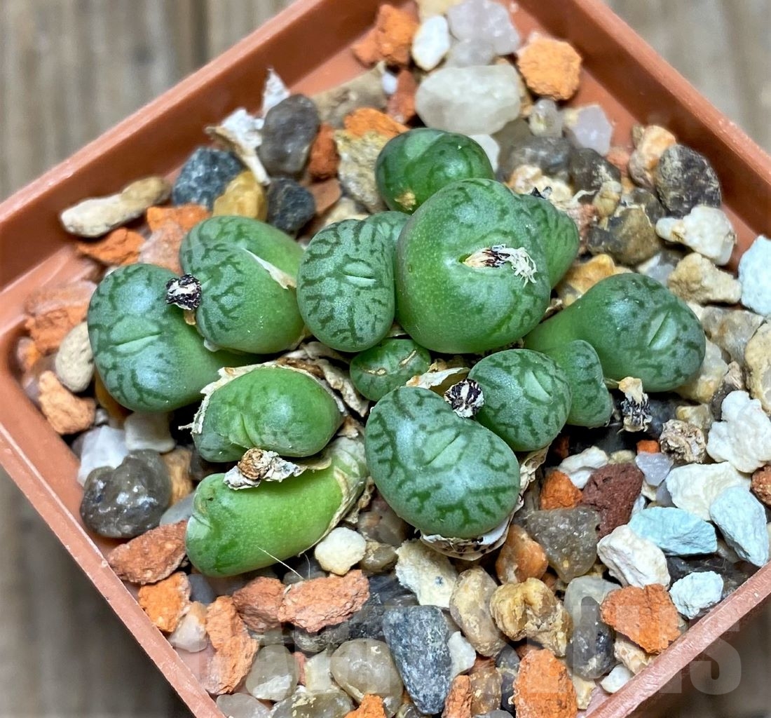 SHPR15056 Conophytum obcordellum 'Lambertense'