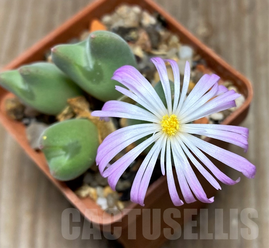 SHPR15057 Conophytum regale SB 793 -Ratelpoort-
