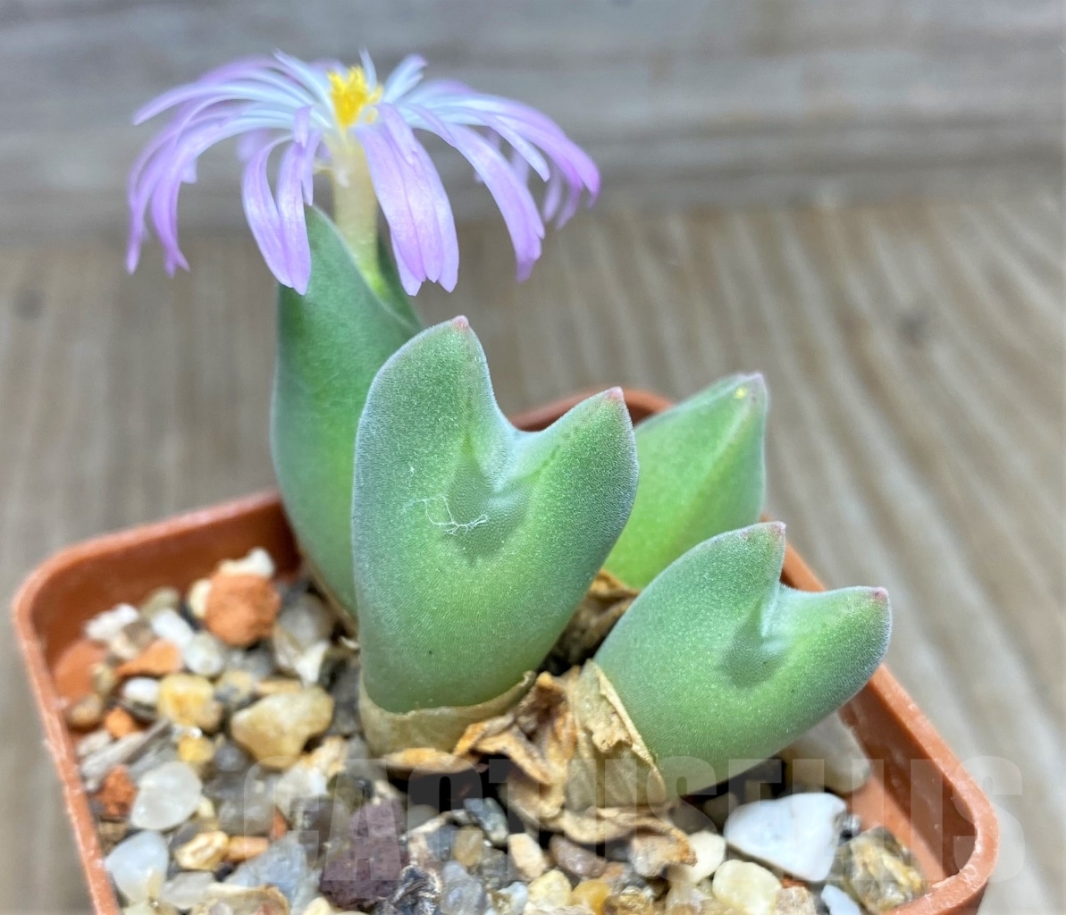 SHPR15057 Conophytum regale SB 793 -Ratelpoort- - immagine 2