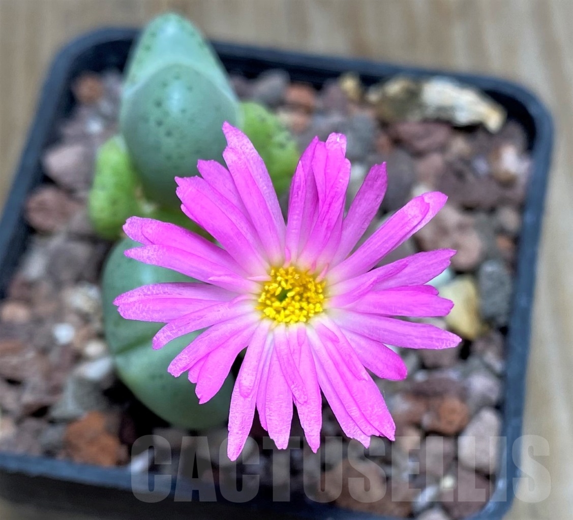 SHPR15058 Conophytum bilobum 'Monozono'