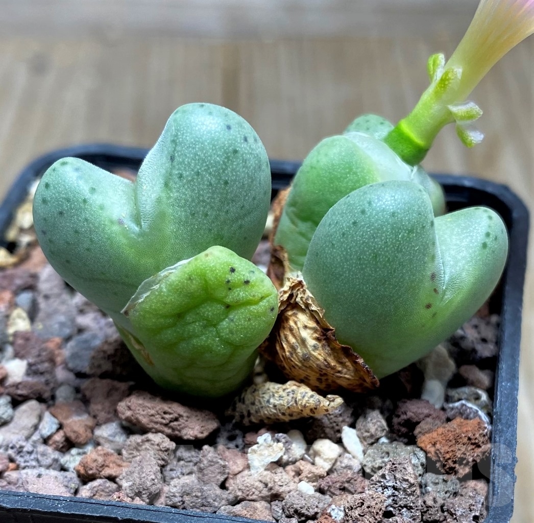 SHPR15058 Conophytum bilobum 'Monozono' - Obrázek 3