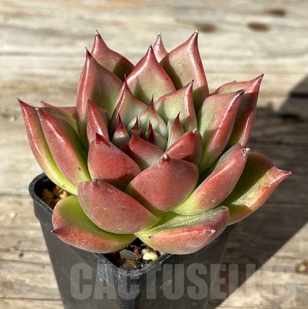 SHPR15195 Echeveria agavoides hybrid - immagine 2