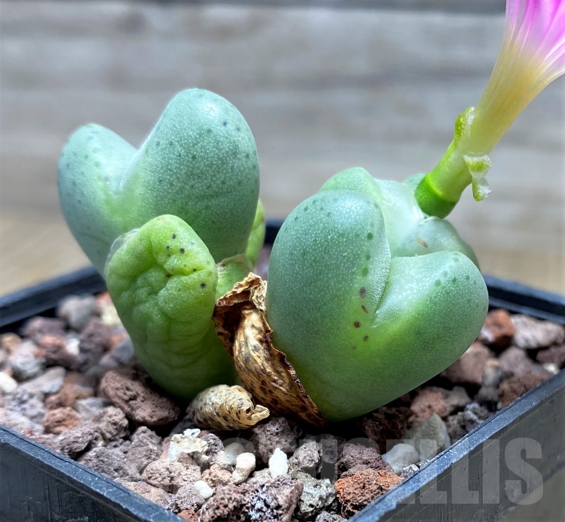 SHPR15058 Conophytum bilobum 'Monozono' - Obrázek 2