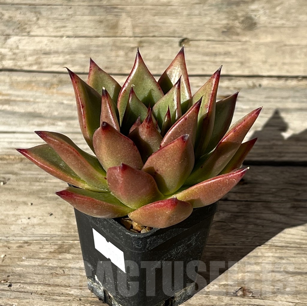SHPR15198 Echeveria agavoides hybrid - immagine 2