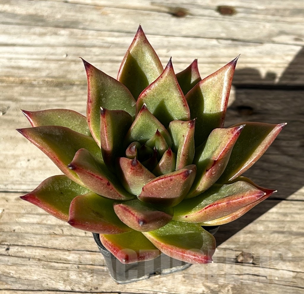 SHPR15198 Echeveria agavoides hybrid