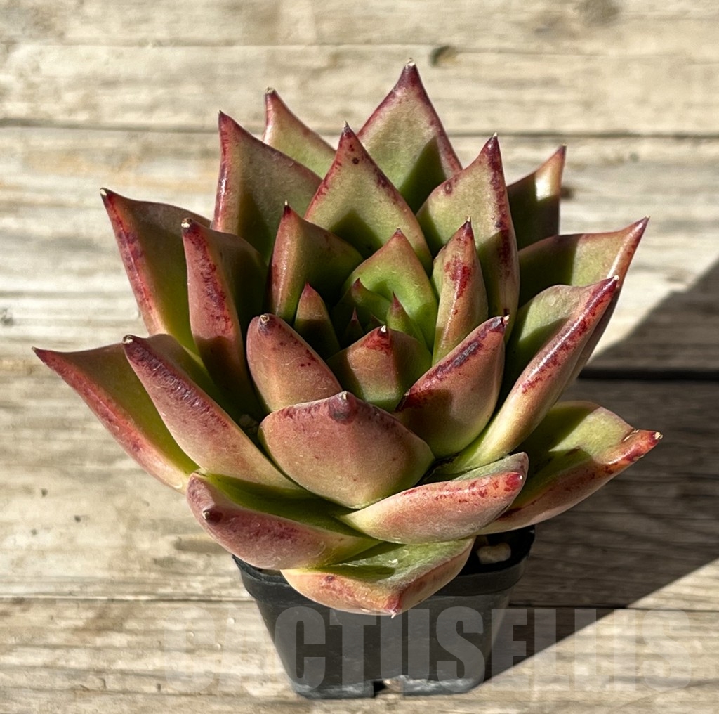 SHPR15201 Echeveria agavoides hybrid
