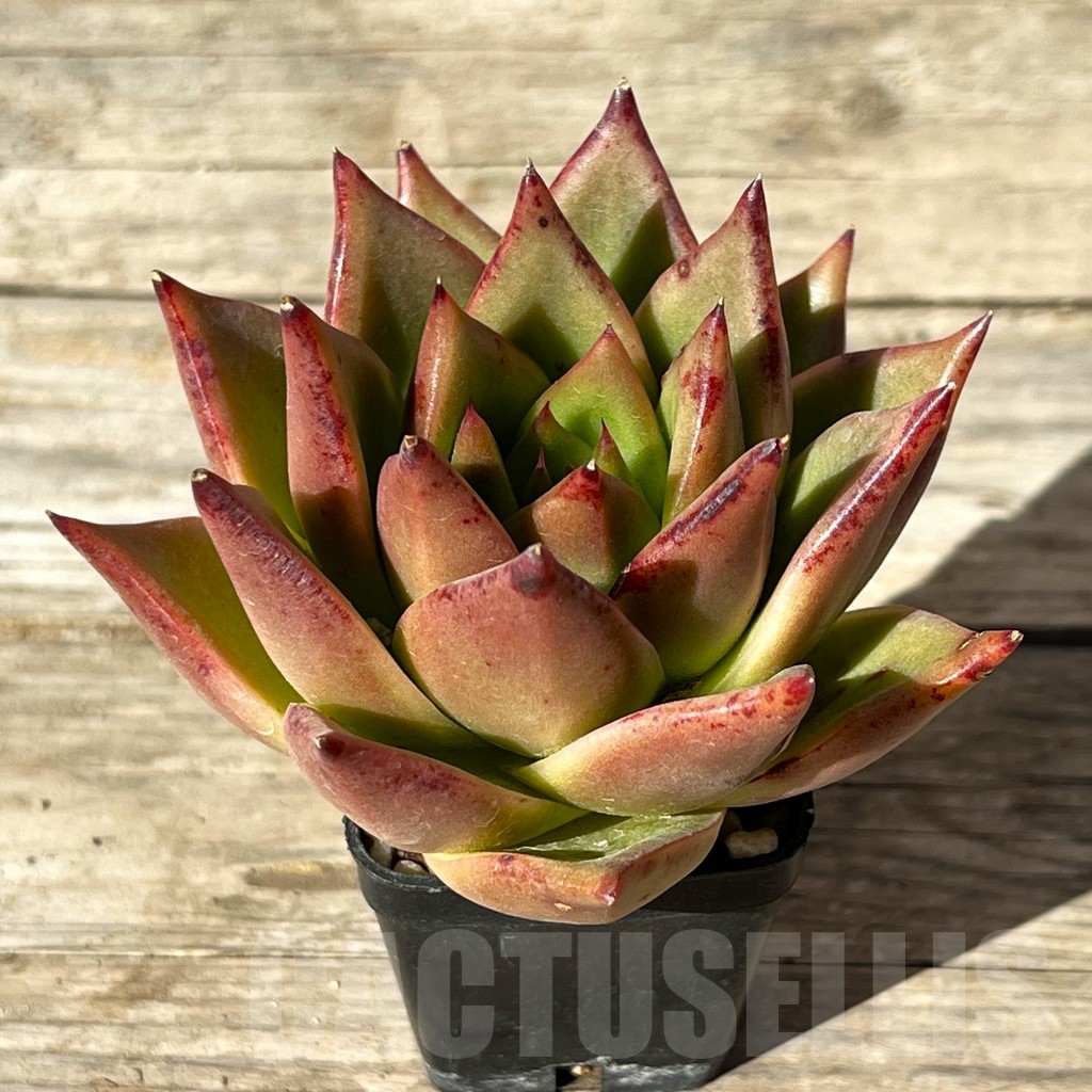 SHPR15201 Echeveria agavoides hybrid - immagine 2