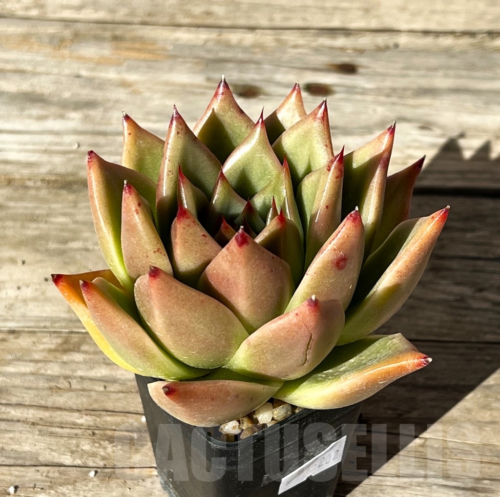 SHPR15202 Echeveria agavoides hybrid - 画像 (2)